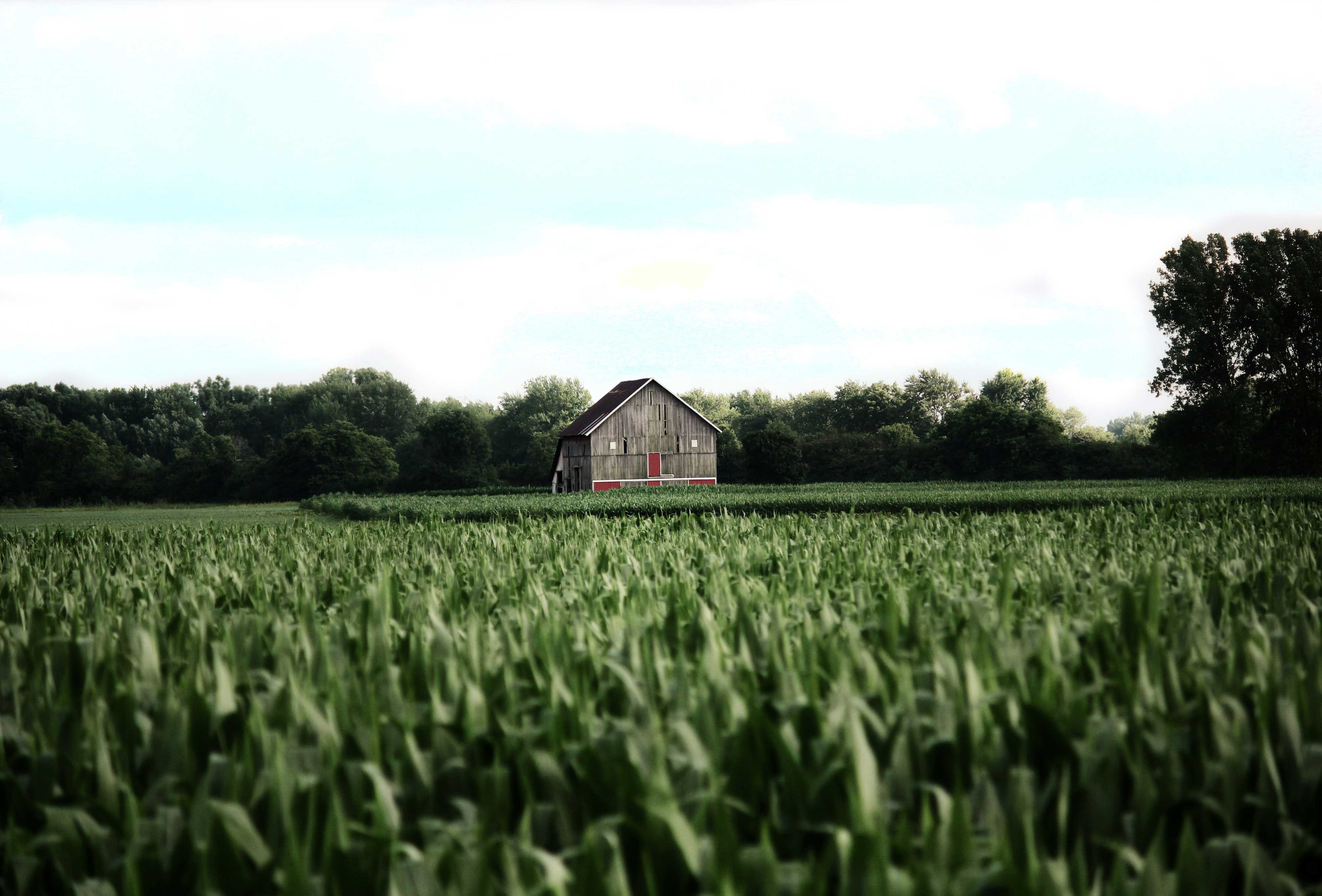 barn in field