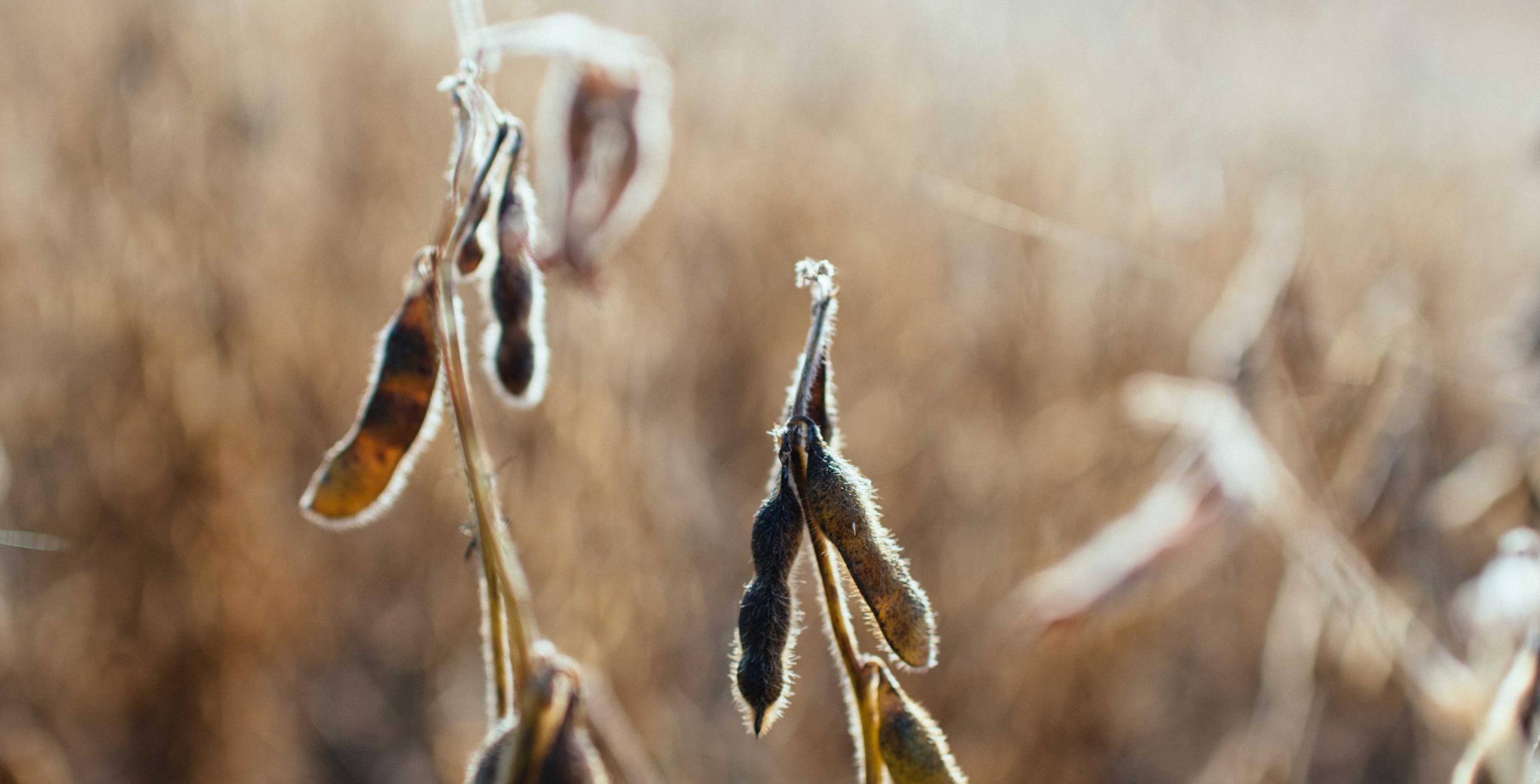 soybean plant